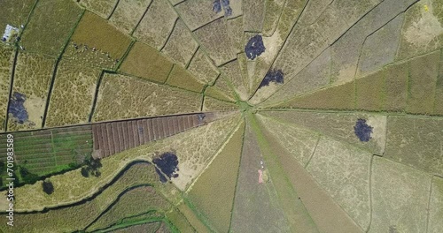 Aerial view of the Spider Rice Fields during harvest season near Ruteng, East Nusa Tenggara, Indonesia.  photo