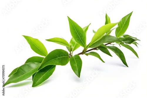 Isolated fresh green tea leaf on white © LimeSky