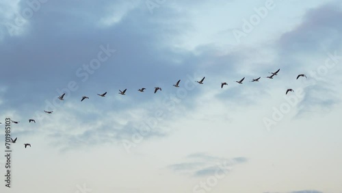 flock of geese in the sky photo