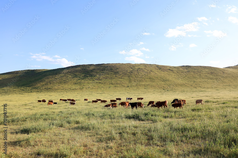 A herd of cattle on the prairie