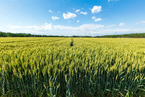 Wheat is growing in the field  The wheat fields are under the blue sky and white clouds