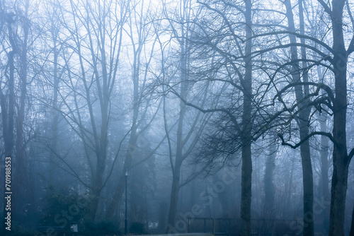 Dreamy, gloomy forest in the foggy, rainy fall.