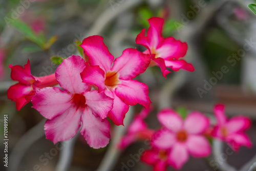 Pink adenium flower, beautiful flower Adenium flowers are blooming beautifully.