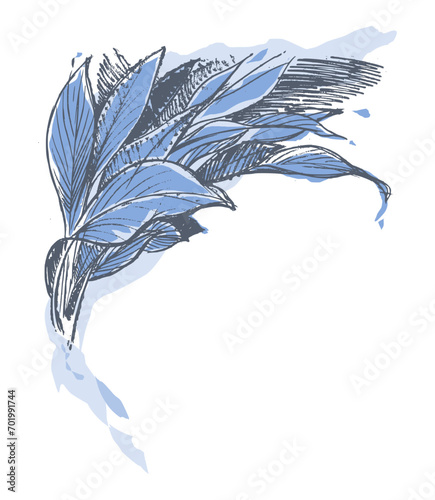 Blue leaves of curcuma zedoaria plants, Nature concept with abstract background, hand-drawn illustration in ink.