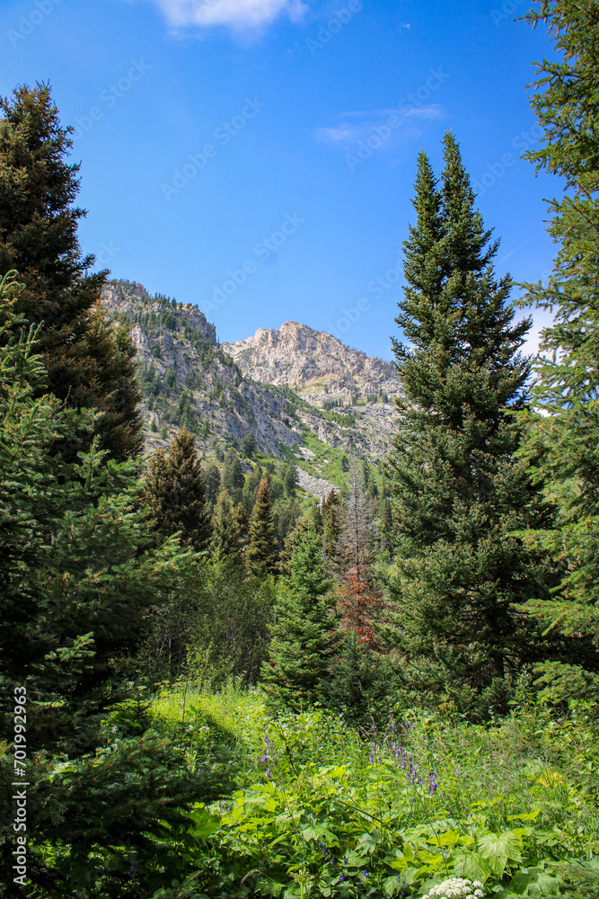 Obraz premium Teton National Park Views