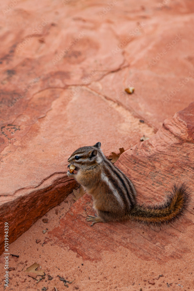 Wild Chipmunk Eating a Nut at Zion National Park