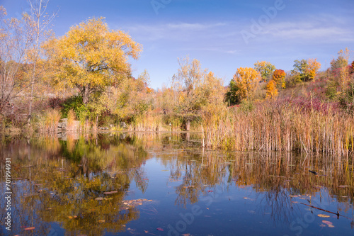 Autumn landscape with a pond reflecting colorful green yellow orange red brown autumn trees under blue sky and a lonely person walking surrounded with pale reed