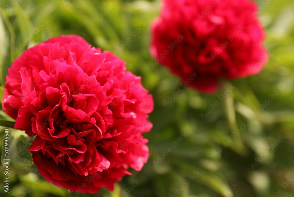 Beautiful red peony outdoors on spring day, closeup Beautiful red peony outdoors on spring day, closeup