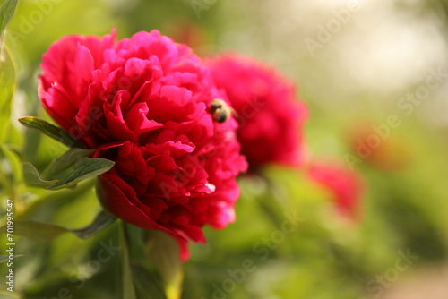 Beautiful red peony outdoors on spring day  closeup