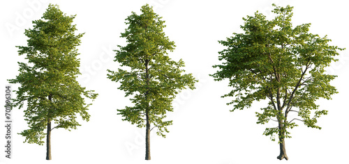 Alnus cremastogyne 4k png