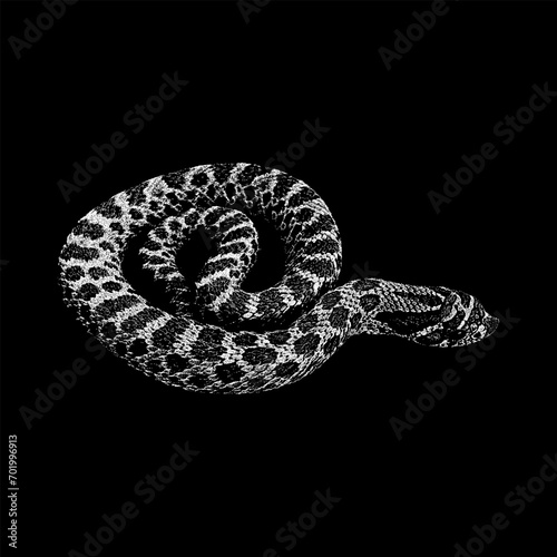 Hognose snake hand drawing vector isolated on black background.