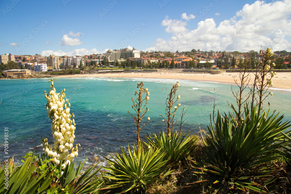 Yucca flowers with people swimming in the sea and sunbathing on the beach, Coogee, Sydney, New SOuth Wales, Australia