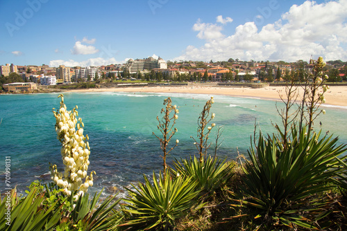 Photography Yucca flowers with people swimming in the sea and sunbathing on the beach, Cooge