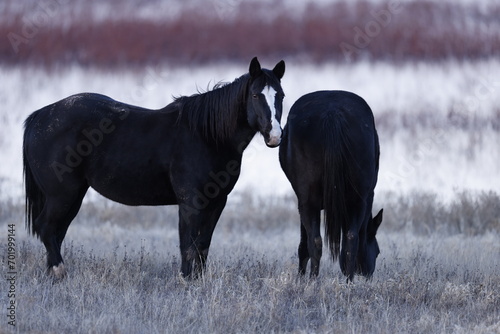 horses grazing