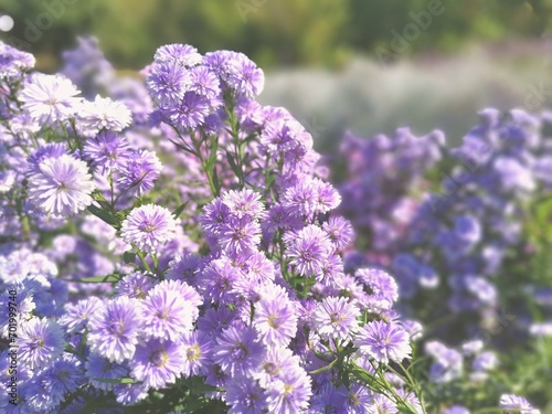The photo features a lush garden filled with clusters of vibrant, light purple flowers in full bloom. The flowers dominate the foreground, showcasing their delicate, layered petals and green stems. 
