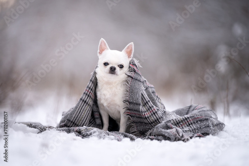 Biały piesek rasy chihuahua przykryty szalikiem siedzi na śniegu  photo