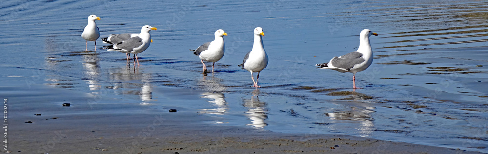Fototapeta premium Sea Gulls in formation walking on the beach