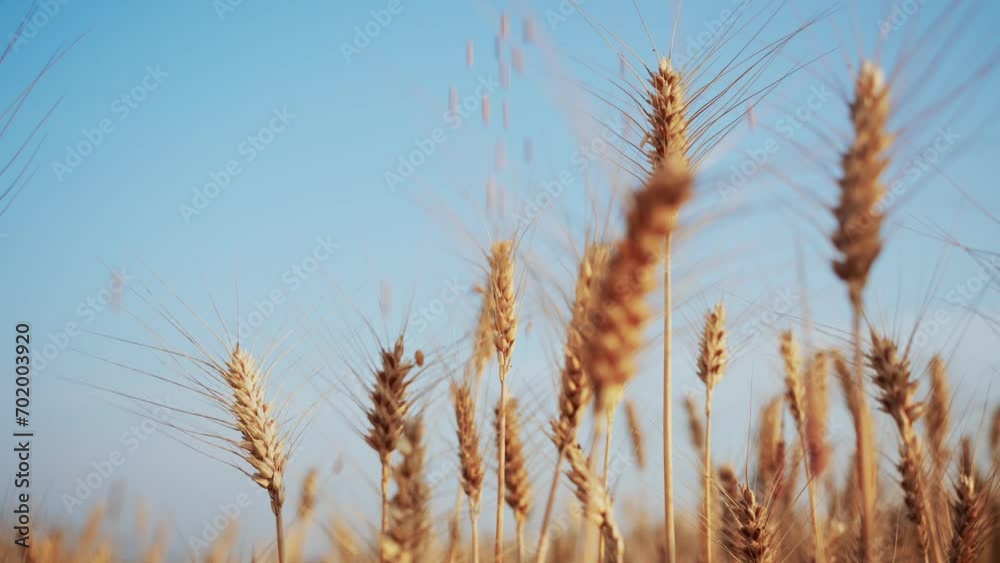 wheat field wheat field