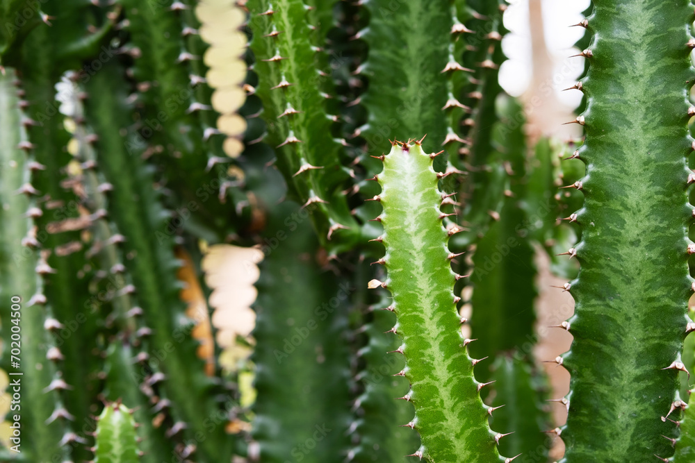 Tall cacti plant. Group of big cactus. Tall cacti plant. Group of big cactus.