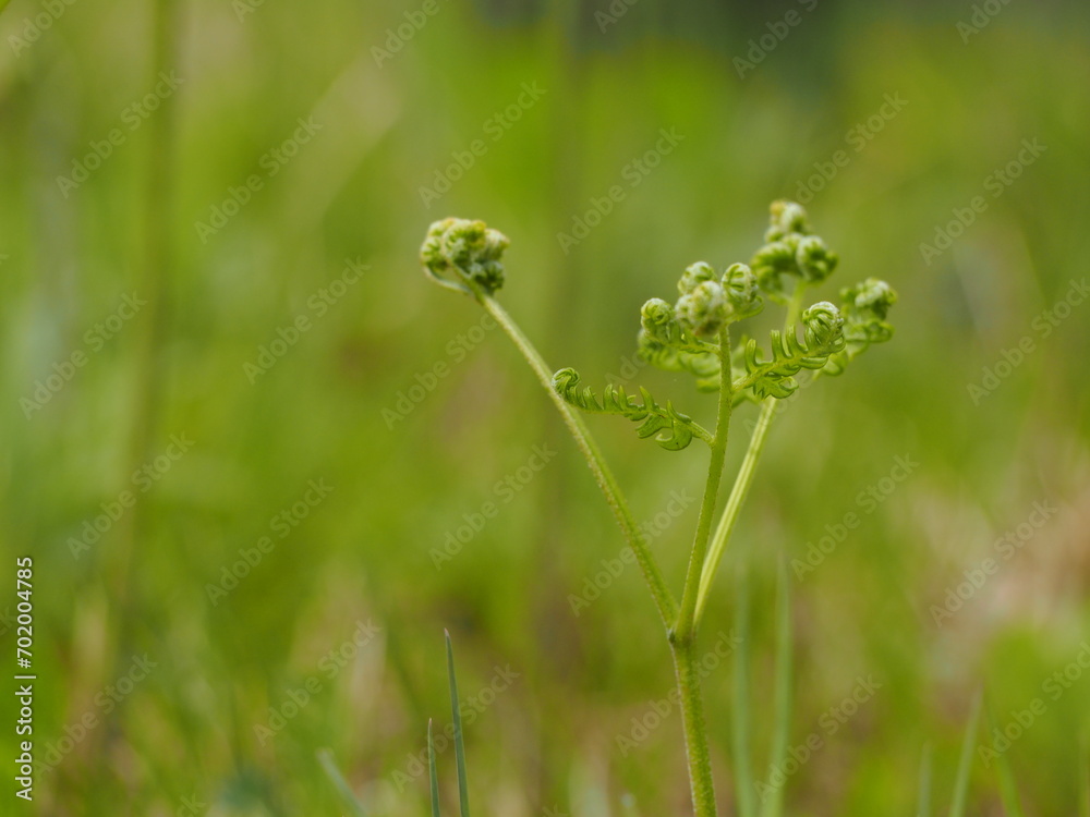 山菜 ワラビの若芽 山菜 ワラビの若芽