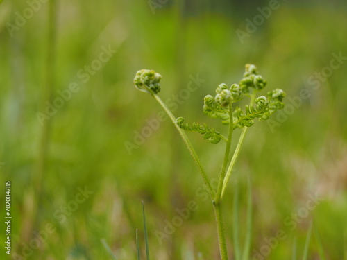 山菜 ワラビの若芽