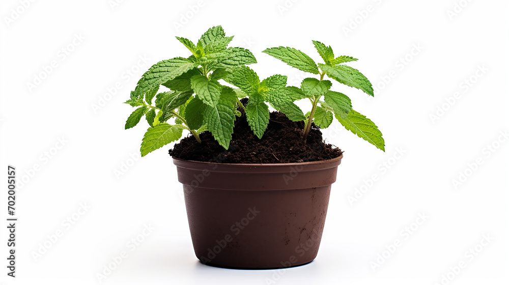 A spearmint plantlet in a pot with a rich, organic soil mix, offering a burst of freshness A spearmint plantlet in a pot with a rich, organic soil mix, offering a burst of freshness
