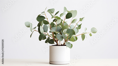 juvenile eucalyptus in clump of airy potting mix, distinctive scent imagined, on a white background photo