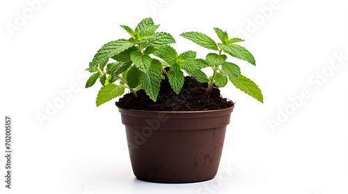 A spearmint plantlet in a pot with a rich, organic soil mix, offering a burst of freshness