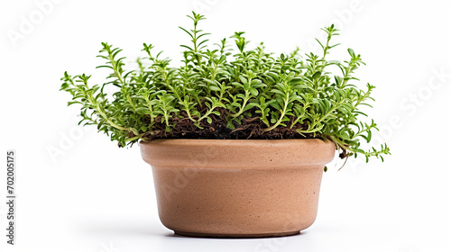 A sprig of thyme in a small clay pot with potting mix, its delicate stems highlighted