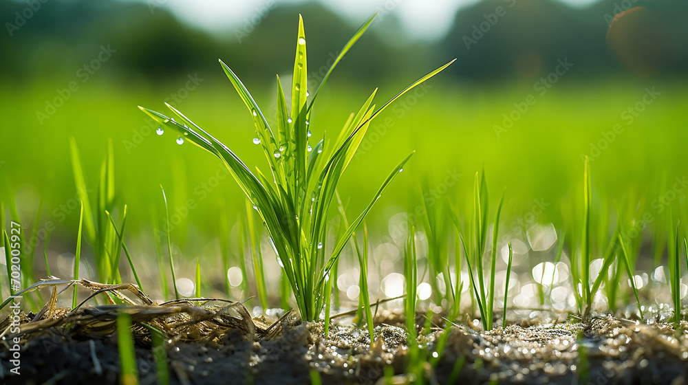 a tiny rice plant unfurls its green leaves in a paddy field, sparkling under the clear noonday sun a tiny rice plant unfurls its green leaves in a paddy field, sparkling under the clear noonday sun