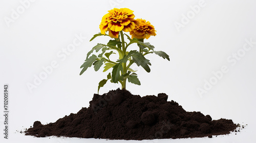 a vibrant marigold seedling in a mound of dark loam, its roots just visible against white backdrop