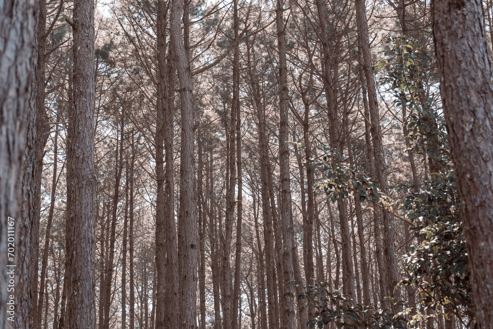 Wooded forest trees backlit by golden sunlight before sunset. A beautiful natural forest. Winter travel relax vacation concept. Wooded forest trees backlit by golden sunlight before sunset. A beautiful natural forest. Winter travel relax vacation concept.