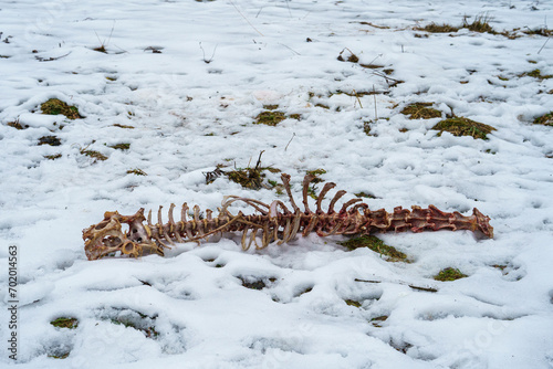 Deer skeleton left behind by wolves and other predators in snow