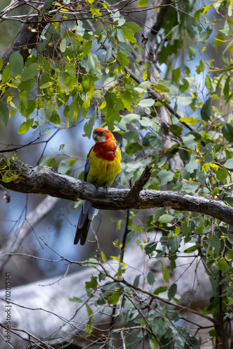 Eastern rosella, Canberra, ACT, Australia