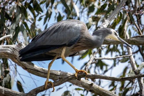 White-Faced Heron, Canberra, Australia, ACT, AUS