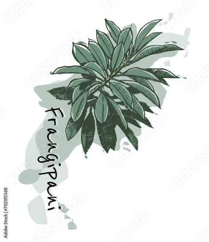 Green leaves of frangipani flower plant. Titled illustration of nature concept, abstract background, hand drawn style.