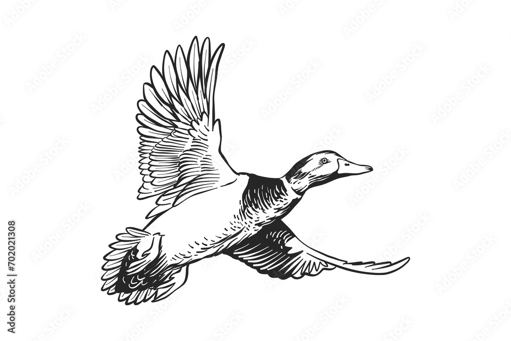 Obraz premium black and white illustration of a mallard duck in flight