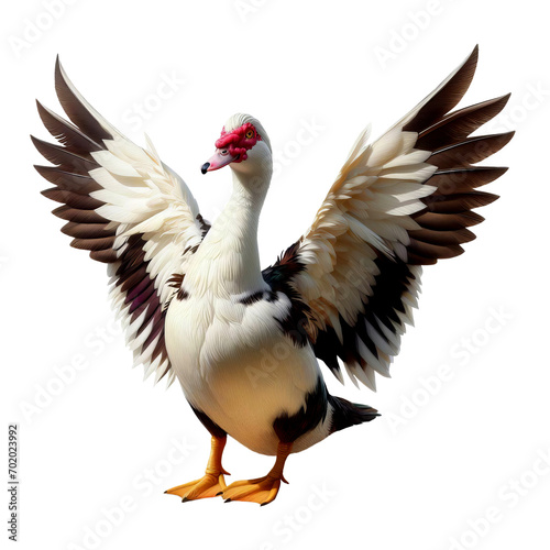 A Domestic Muscovy Duck standing on a flat surface isolated on a transparent background