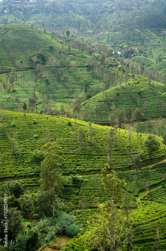 Highland tea plantations on the island of Sri Lanka.