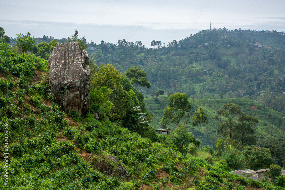 Fototapeta premium Highland tea plantations on the island of Sri Lanka.