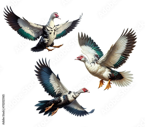 A set of Domestic Muscovy Ducks flying on a transparent background © DLW Designs