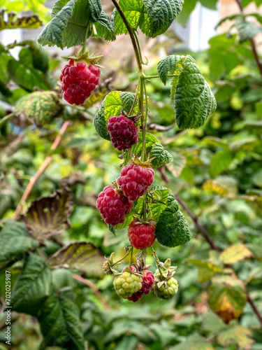 red sweet ripe raspberries on a branch in the garden