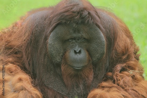 portrait of a beautiful Bornean orangutan