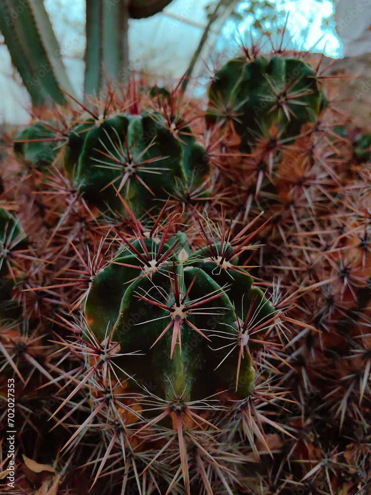 Obraz premium Close-up of cactus. Cacti with huge spines. Desert cactus.