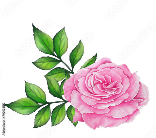 Watercolor Rose Flower