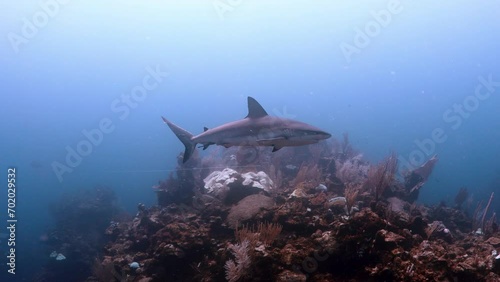 Caribbean Reef Shark on Coral Reef