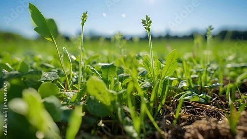 An upclose look at a cover crop, a type of plant that is grown specifically to protect and nourish the soil in between growing seasons. photo