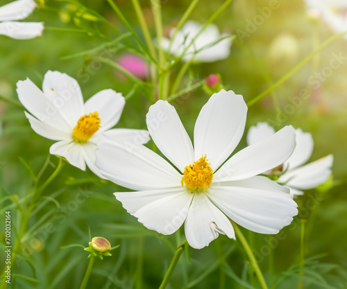 Background fully blooming white cosmos flowers are shining in the light