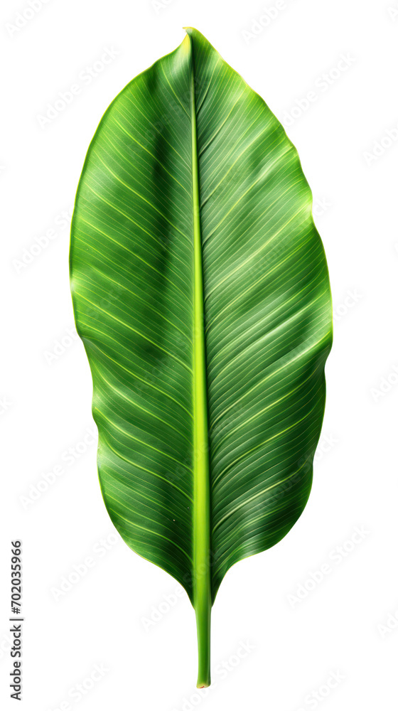 Single large green banana leaf Isolated on transparent background. PNG file. Single large green banana leaf Isolated on transparent background. PNG file.