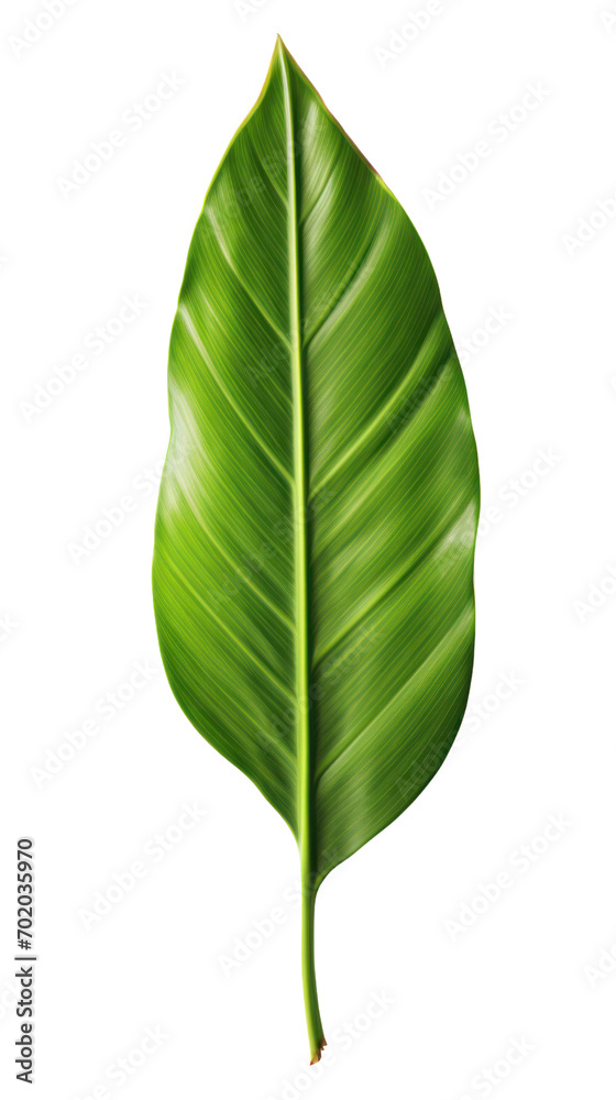 Single large green banana leaf Isolated on transparent background. PNG file. Single large green banana leaf Isolated on transparent background. PNG file.